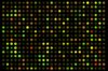 pMSCV-Human RORC-EF1Î±-GFP-T2A-Puro for RORC Overexpression